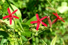 Silene virginica - Fire Pink Wildflower