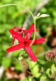 Silene virginica - Fire Pink Wildflower