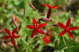 Silene virginica - Fire Pink Wildflower