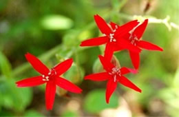 Silene virginica - Fire Pink Wildflower