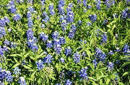 blue wildflowers