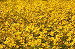 yellow wildflowers