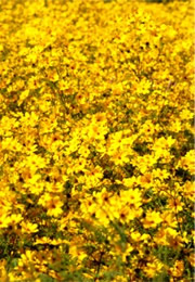 yellow wildflowers