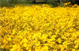 yellow wildflowers