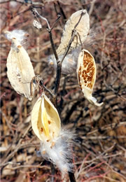 wind spread seeds