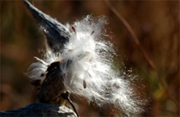 wind spread seeds