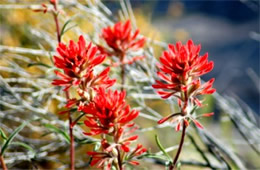 Castilleja lanata - Woolly Paintbrush