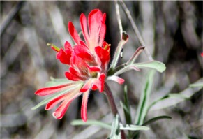 Castilleja lanata - Woolly Paintbrush