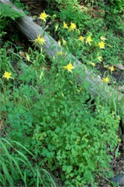 Aquilegia chrysantha - Yellow Columbine