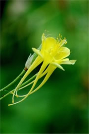 Aquilegia chrysantha - Yellow Columbine