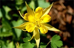 Aquilegia chrysantha - Yellow Columbine