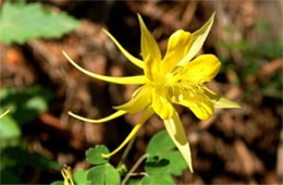 Aquilegia chrysantha - Yellow Columbine