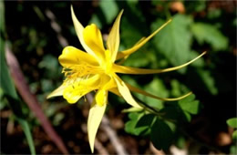 Aquilegia chrysantha - Yellow Columbine