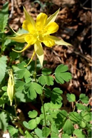 Aquilegia chrysantha - Yellow Columbine