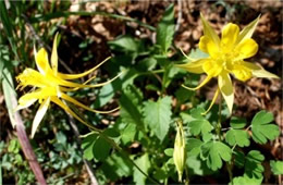 Aquilegia chrysantha - Yellow Columbine