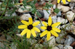 Yellow Flowers