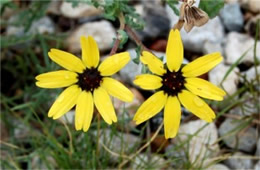 Yellow Flowers