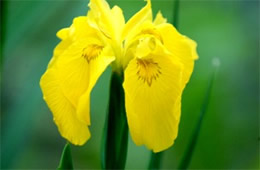 Yellow Wild Iris