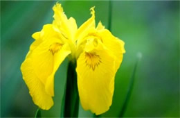 Yellow Wild Iris