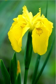 Yellow Wild Iris