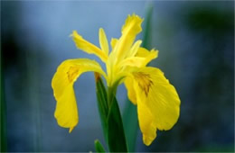 Yellow Wild Iris