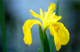 Yellow Wild Iris