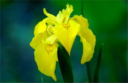 Yellow Wild Iris