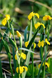 Yellow Wild Iris