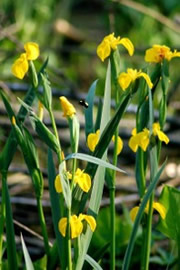 Yellow Wild Iris