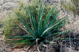 Agave