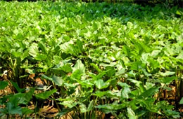 aquatic plants