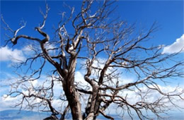 Bare Tree