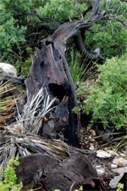 Burnt Tree