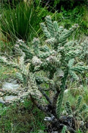 Cholla Cactus