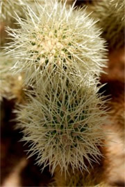 Cholla Cactus Spines