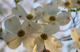 dogwood flowers