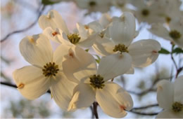 dogwood flowers