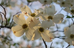 dogwood flowers