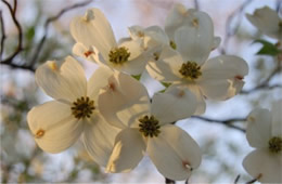 dogwood flowers