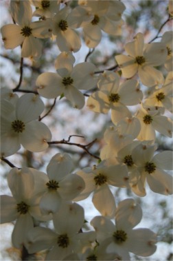 dogwood flowers