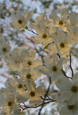 dogwood flowers