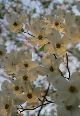 dogwood flowers