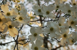 dogwood flowers