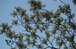dogwood flowers