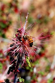 Calliandra eriophylla - Fairy Duster with Honey Bee