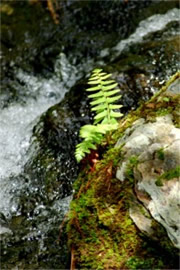 Fern at Streamside