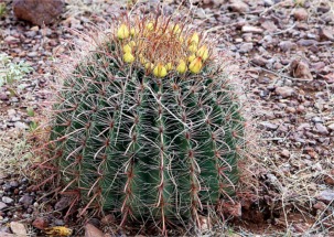 Fishhook Cactus