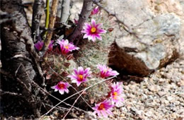 Mammilaria grahamii - Fishhook Pincushion Cactus