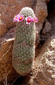 Mammilaria grahamii - Fishhook Pincushion Cactus  