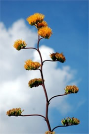 Golden-Flowered (Century) Agave - Agave chrysantha